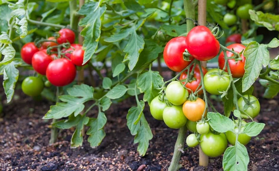 Tomato Farming Made Easy: Tips for a Successful Harvest!