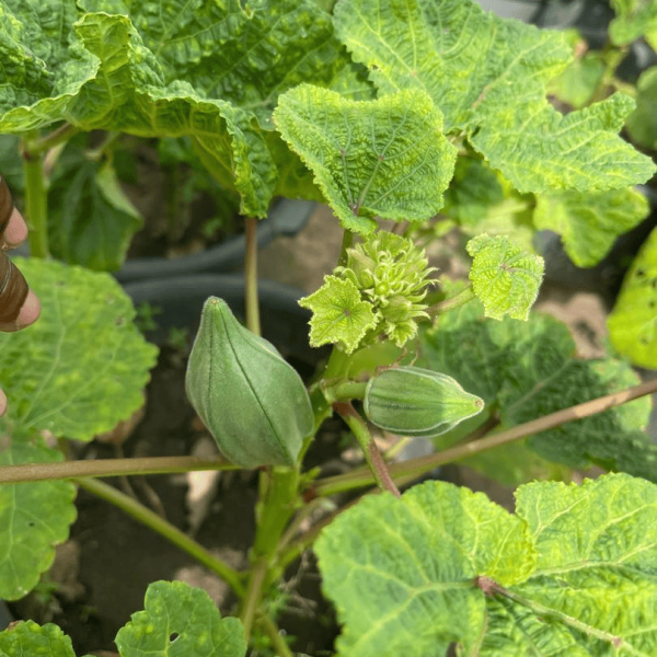 ASONABANYD EKOFERTILE BIO-STIMULANT